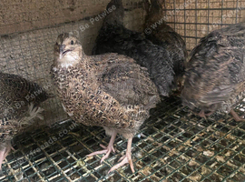 Quail females