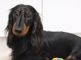 5 year old long hair miniature dachshund girl