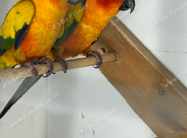 X2 Sun conures for sale