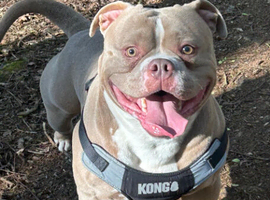 2 year old male pocket bully
