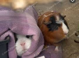 2x MALE GUINEA PIGS