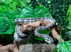 Caramel Tiger Carpet Python dh Axanthic + Granite at Birmingham Reptiles