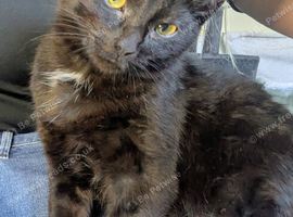 Kitten for rehoming &pound;50