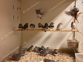 Zebra Finches