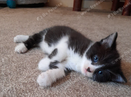 Tuxedo. Black n white boy kitten