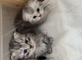 STUNNING CHINCHILLA SCOTTISH FOLD & SCOTTISH STRAIGHT KITTENS