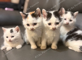 Kittens