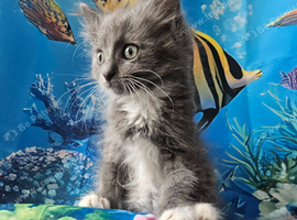 Tica Active Boy HCM,PKD Certyficate Ready to pick up naw. :)