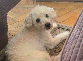 Toy Poodle For Sale