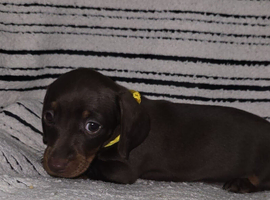 Ready Beautiful PRA clear mini smooth dachshund puppies