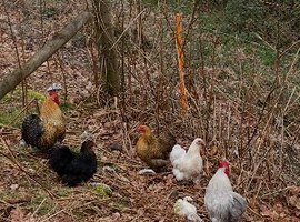 Pekin bantam hens or chicks