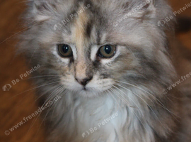 TICA reg Maine Coons - Ready to leave