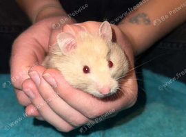 Syrian Hamster for Rehoming