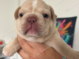 French bulldog puppies