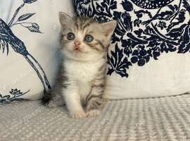 Beautiful British shorthair kittens