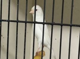 2025 Irish Fancy canaries for sale