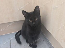 Gorgeous male kitten for sale