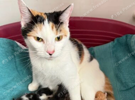 Beautiful Half Maine Coon Kittens &ndash; Fluffy & Family Raised