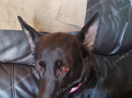 Female German shepherd looking for a good home
