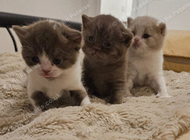 Beautiful British Shorthair Kittens - Ready December 2026