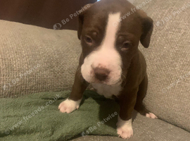 American bully