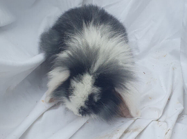 Baby rabbits mini lop