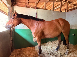 Broodmare/ happy hacker