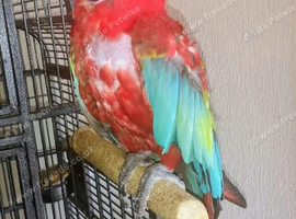 Macaw and large cage looking for new forever home prefers ladies
