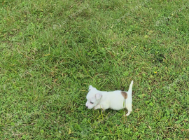 Jack Russell