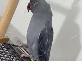 Blue Indian ring neck