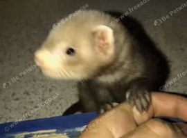 Ferret 2month old