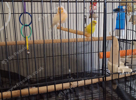Canaries for sale