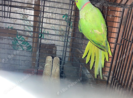 Three male Ringneck