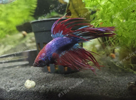 Crowntail betta