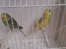 Young budgies