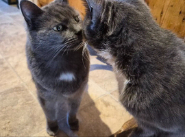 Brother and sister