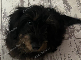 LONG HAIRED DACHSHUND X JACK RUSSELL