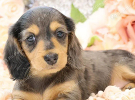Gorgeous Long-Haired Miniature Dachshund Puppies