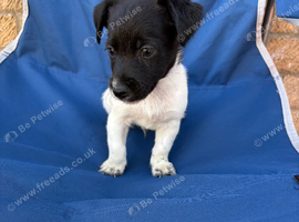 Jack Russell x Yorkshire terrier 2 boy pups READY TO GO