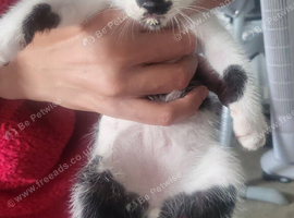 3 kittens for sale
