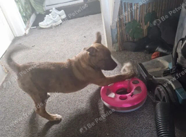Husky cross staffie pups for sale