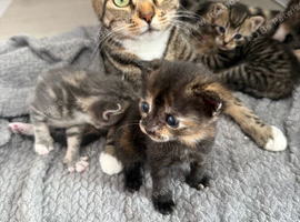AS LAST KITTEN AVAILABLE OPEN TO SENSIBLE OFFERS