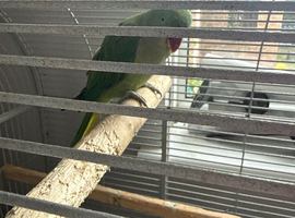 Alexandrine