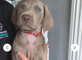 Stuning weimeraner puppies