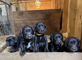 Cocker spaniel x Labrador puppies