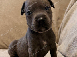 Last puppy left - blue with slight fawn Staffordshire BULLTERRIER male