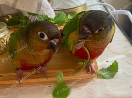 Two Female Green Cheek Conures with Cage