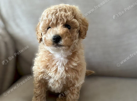 Poochon girl pups