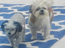 Home from home boarding for smaller dogs