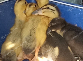 Ducklings 2 weeks old